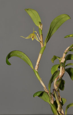 Bulbophyllum dependens.
