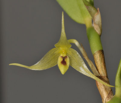 Bulbophyllum dependens. Close-up.