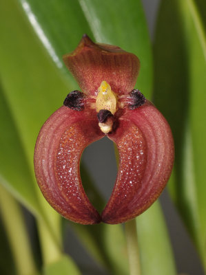 Bulbophyllum lorentzianum. Closer. Front.