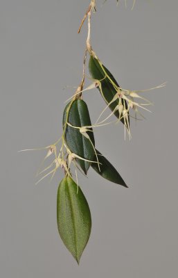 Bulbophyllum macrourum.