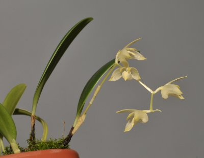 Bulbophyllum sopoetanense.
