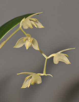 Bulbophyllum sopoetanense. Closer.