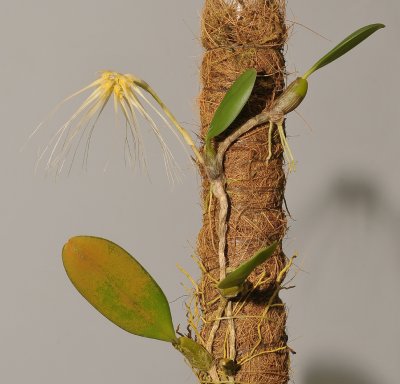 Bulbophyllum vaginatum.