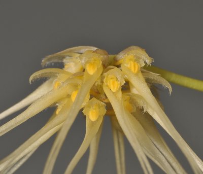 Bulbophyllum vaginatum. Close-up.