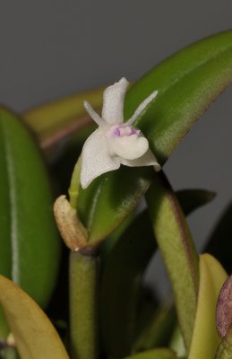 Dendrobium albiflora. Close-up.