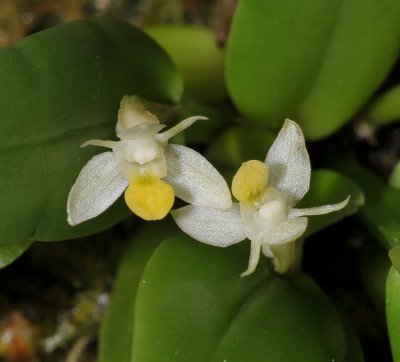 Dendrobium rumphiae. Close-up.