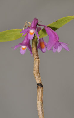 Dendrobium hasseltii. Dark form.