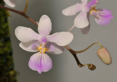Phalaenopsis lindenii.