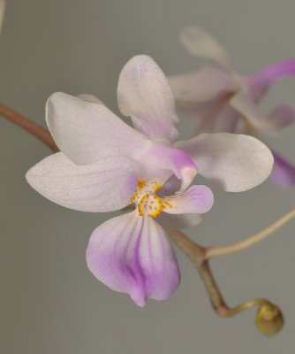 Phalaenopsis lindenii. Close-up.