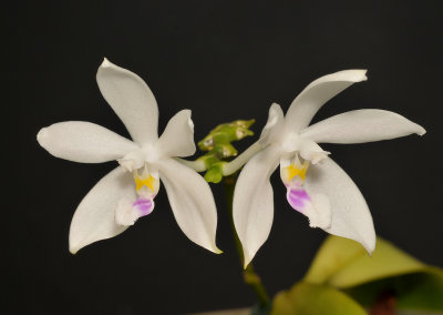 Phalaenopsis tetraspis. Unspotted form.