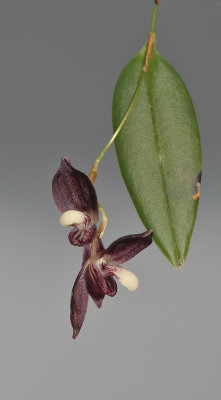 Pleurothallis carnosilabia. Closer.