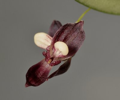 Pleurothallis carnosilabia. Close-up.