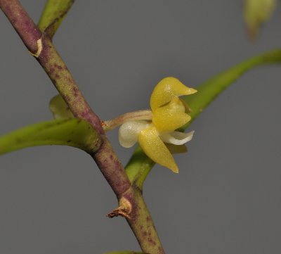 Ventricularia tenuicaulis. Close-up side.