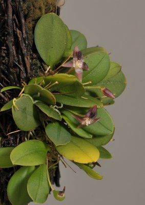 Bulbophyllum dischidiifolium subsp. aberans.