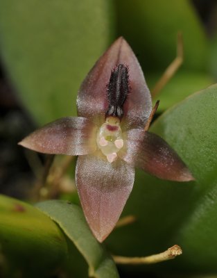 Bulbophyllum dischidiifolium subsp. aberans. Close-up.