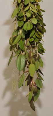 Bulbophyllum sp. nov. Sect. Oxisepala.