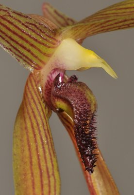 Bulbophyllum veldkampii. Close-up.