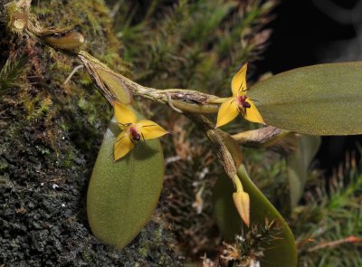 Bulbophyllum xanthomelanon.