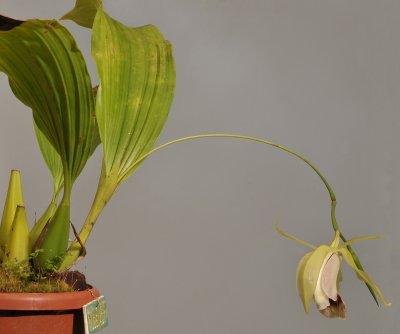 Coelogyne celebensis.