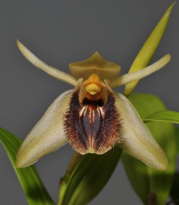 Coelogyne fuliginosa. Closer.