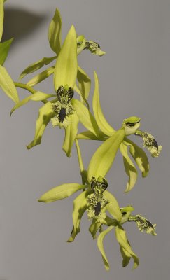 Coelogyne pandurata.