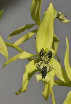 Coelogyne pandurata. Closer.