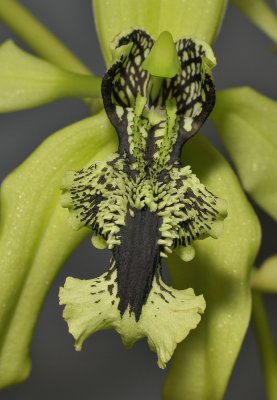 Coelogyne pandurata. Close-up.