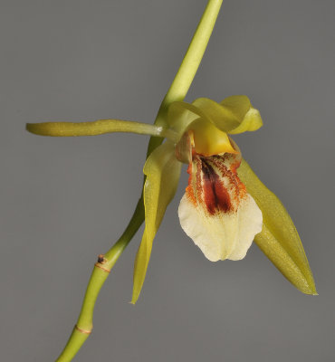 Coelogyne guamensis? sp. aff. carinata. Close-up.