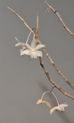 Dendrobium roseatum.