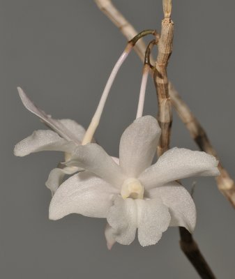 Dendrobium roseatum. Close-up.