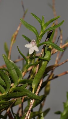 Dendrobium spec. sect Herpetophyton.