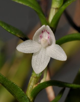 Dendrobium spec. sect Herpetophyton. Close-up.