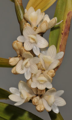Dendrobium melanostictum. Closer.