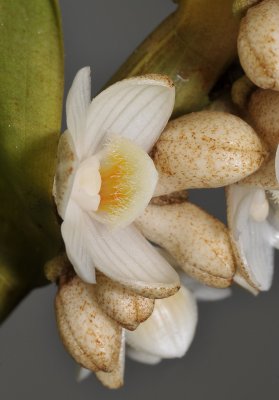 Dendrobium melanostictum. Close-up.