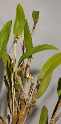 Dendrobium plicatile.
