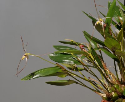 Dendrobium arachnoideum.