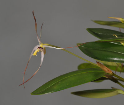 Dendrobium arachnoideum. Closer.