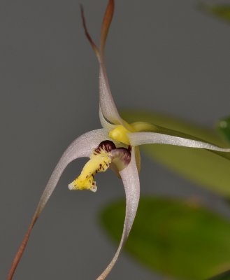 Dendrobium arachnoideum. Close-up.