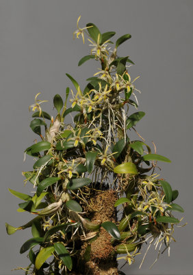 Dendrobium dichrotropis.