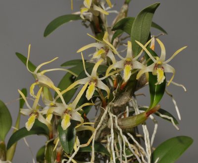 Dendrobium dichrotropis. Closer.