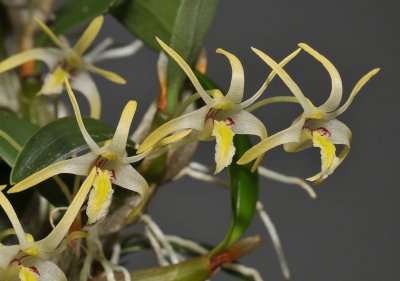 Dendrobium dichotropis. Closer.