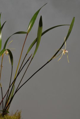 Dendrobium hydrophilum c.f.