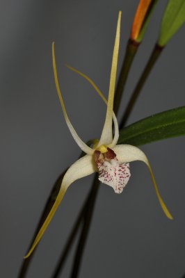 Dendrobium hydrophilum c.f.  Closer.