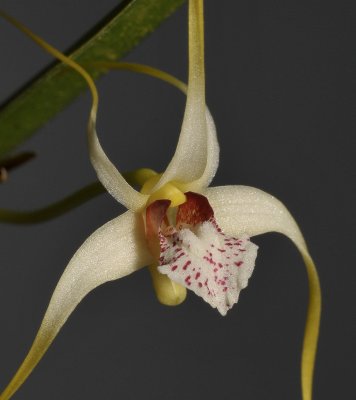 Dendrobium hydrophilum c.f.  Close-up.