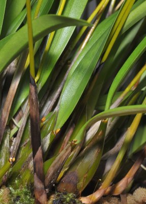 Dendrobium nitidissimum. Base of plant showing bulbless fertile growth.