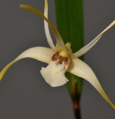 Dendrobium spec. Close-up.