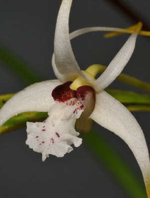 Dendrobium spec. Close-up.