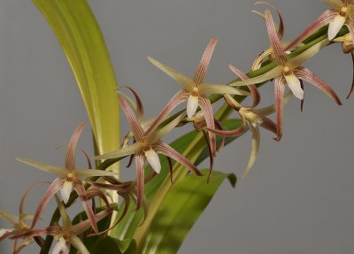 Eria javanica.