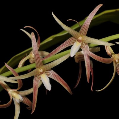 Eria javanica. Close-up.