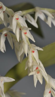 Bulbophyllum leucothyrsus. Closer.